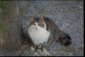 Pallino cat of Elba Island.